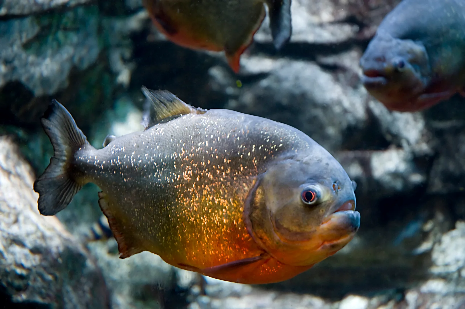 Red-bellied piranha swimming side-on, its orange-red belly and silver-flecked flanks glinting