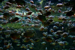 A dense school of red-bellied piranhas packed together over a sandy bottom