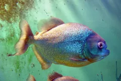 Two red-bellied piranhas gliding through green water, red throats and bellies showing