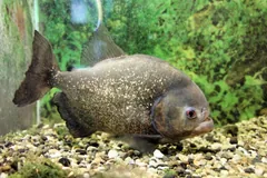 Grey, speckled red-bellied piranha hovering above gravel beside a tall dark fin