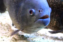 Head-on view of a blue-grey red-bellied piranha with a deep, blunt face