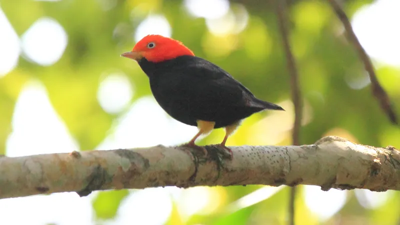 Male red-capped manakin perched horizontally on thin rainforest understory branch