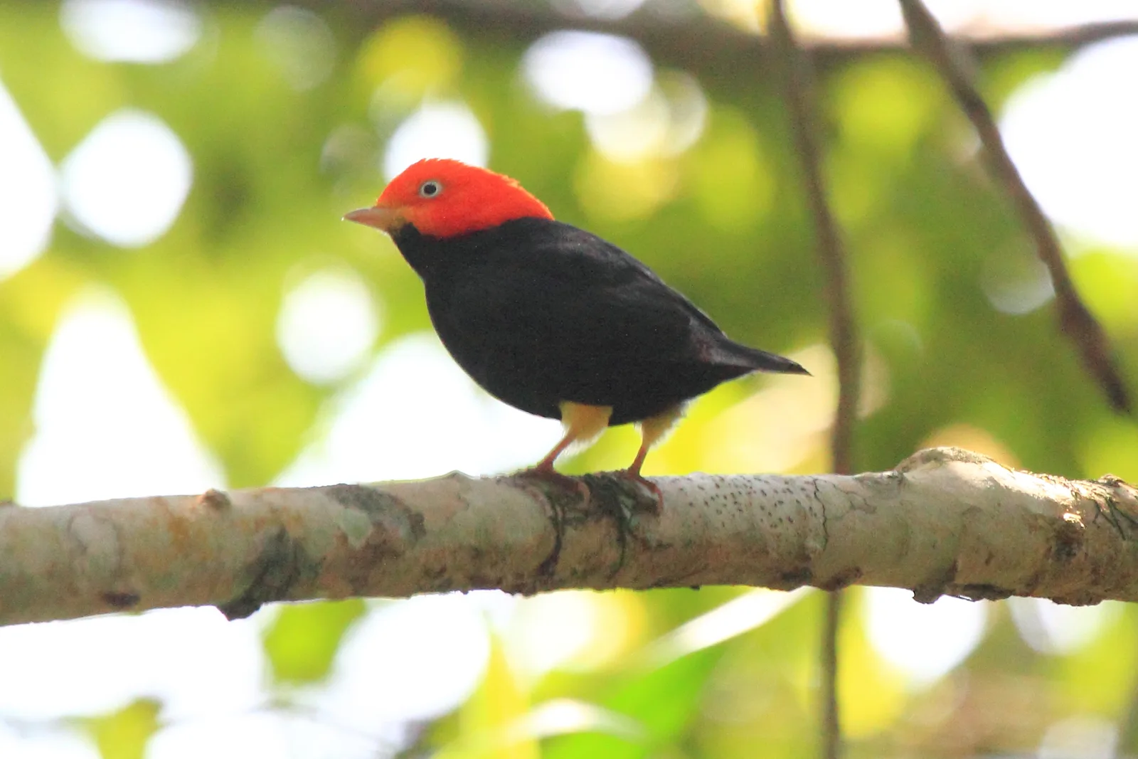 Male red-capped manakin perched horizontally on thin rainforest understory branch