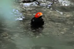 Red-capped manakin performing cursorial rapid moonwalk courtship slide