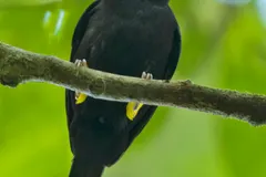 Close-up of male red-capped manakin showing scarlet head and velvet black body plumage