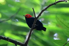 Red-capped manakin displaying bright yellow thighs during lekking performance