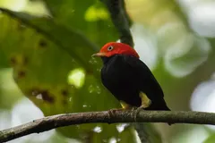 Red-capped manakin perched in humid Costa Rican tropical rainforest