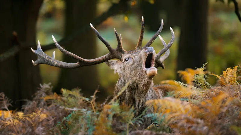 Red deer stag roaring with its head thrown back among autumn bracken