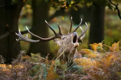 Red deer stag roaring with its head thrown back among autumn bracken