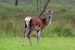 Young red deer stag standing in bracken in a Scottish glen