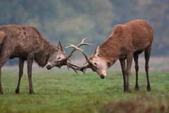 Two red deer stags locking antlers on open grass