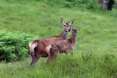 Red deer hind standing beside her calf in green bracken