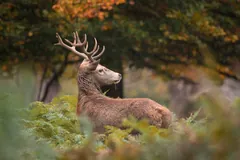 Red deer stag standing among bracken in light rain