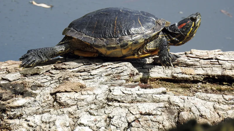 Red-eared slider basking on a pale log with the red stripe behind its eye showing