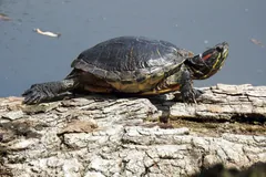 Red-eared slider basking on a pale log with the red stripe behind its eye showing