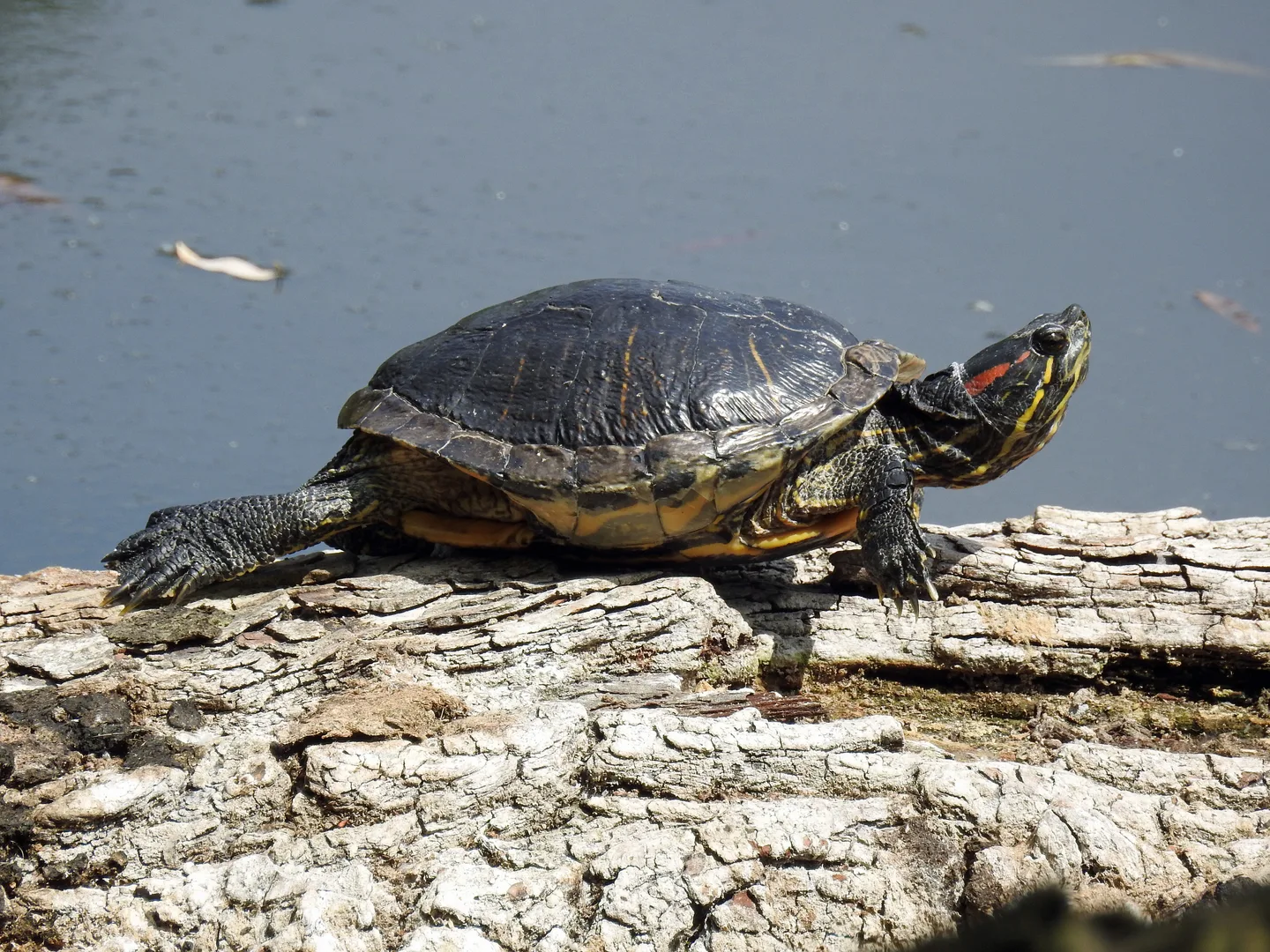 Red-Eared Slider