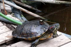 Red-eared slider on wooden boards with the red patch on its head visible
