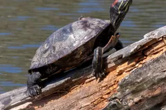 Red-eared slider basking on a log over water, the red stripe behind its eye clear