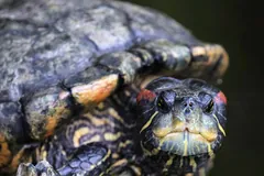 Close view of a red-eared slider's striped head and red ear patch under its shell