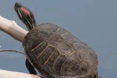 Red-eared slider climbing a pale branch out of the water