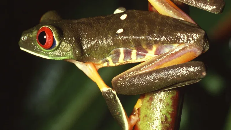 Red-eyed tree frog in its dark daytime colouring, clinging to a stem at night