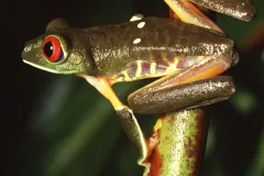Red-eyed tree frog in its dark daytime colouring, clinging to a stem at night
