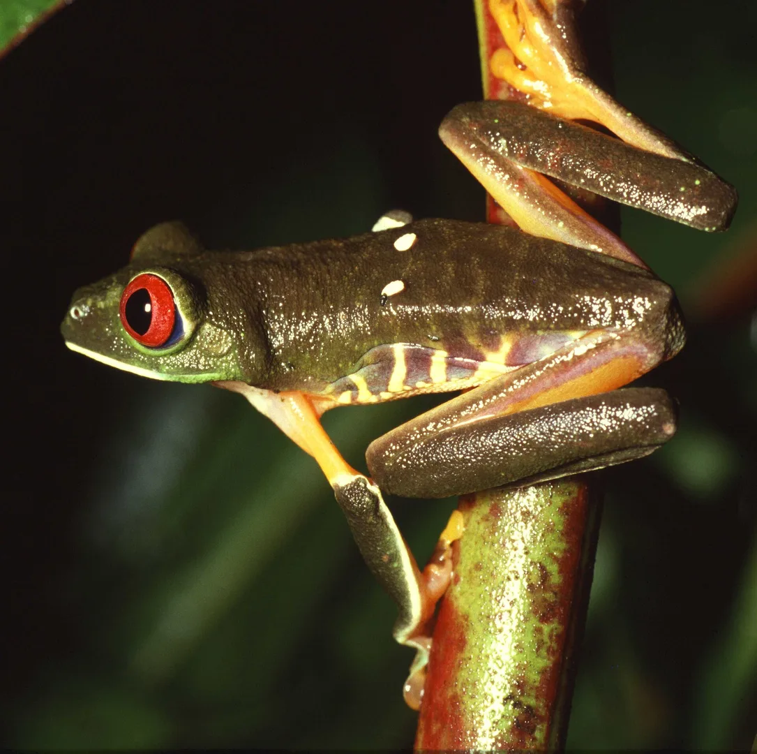 Red-eyed tree frog in its dark daytime colouring, clinging to a stem at night