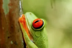 Close view of a red-eyed tree frog's red eye with its vertical pupil, against a stem