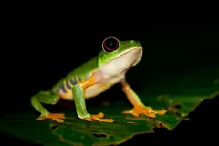 Red-eyed tree frog standing tall on a leaf at night, blue and yellow flank stripes showing