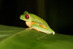 Red-eyed tree frog crouched on a broad green leaf, orange feet tucked under