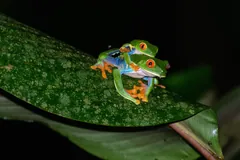 Mating pair of red-eyed tree frogs, the smaller male clasping the female's back on a leaf