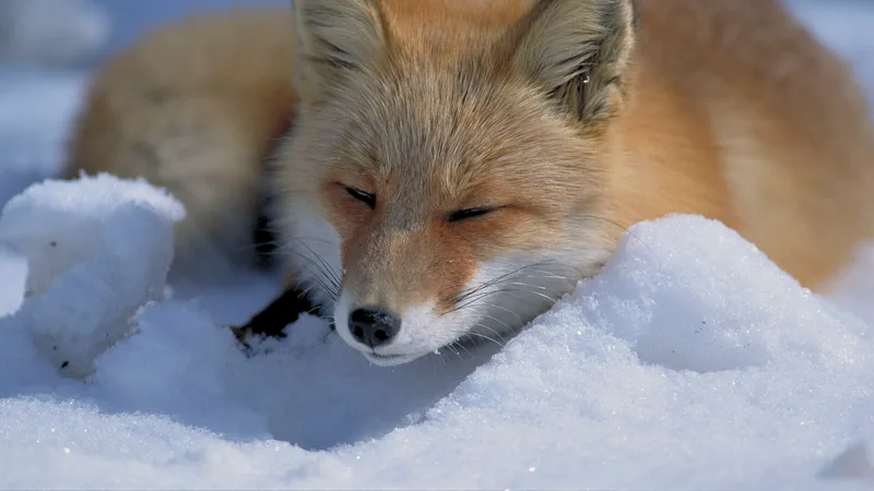 Red Fox in natural habitat