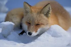 Red Fox in natural habitat