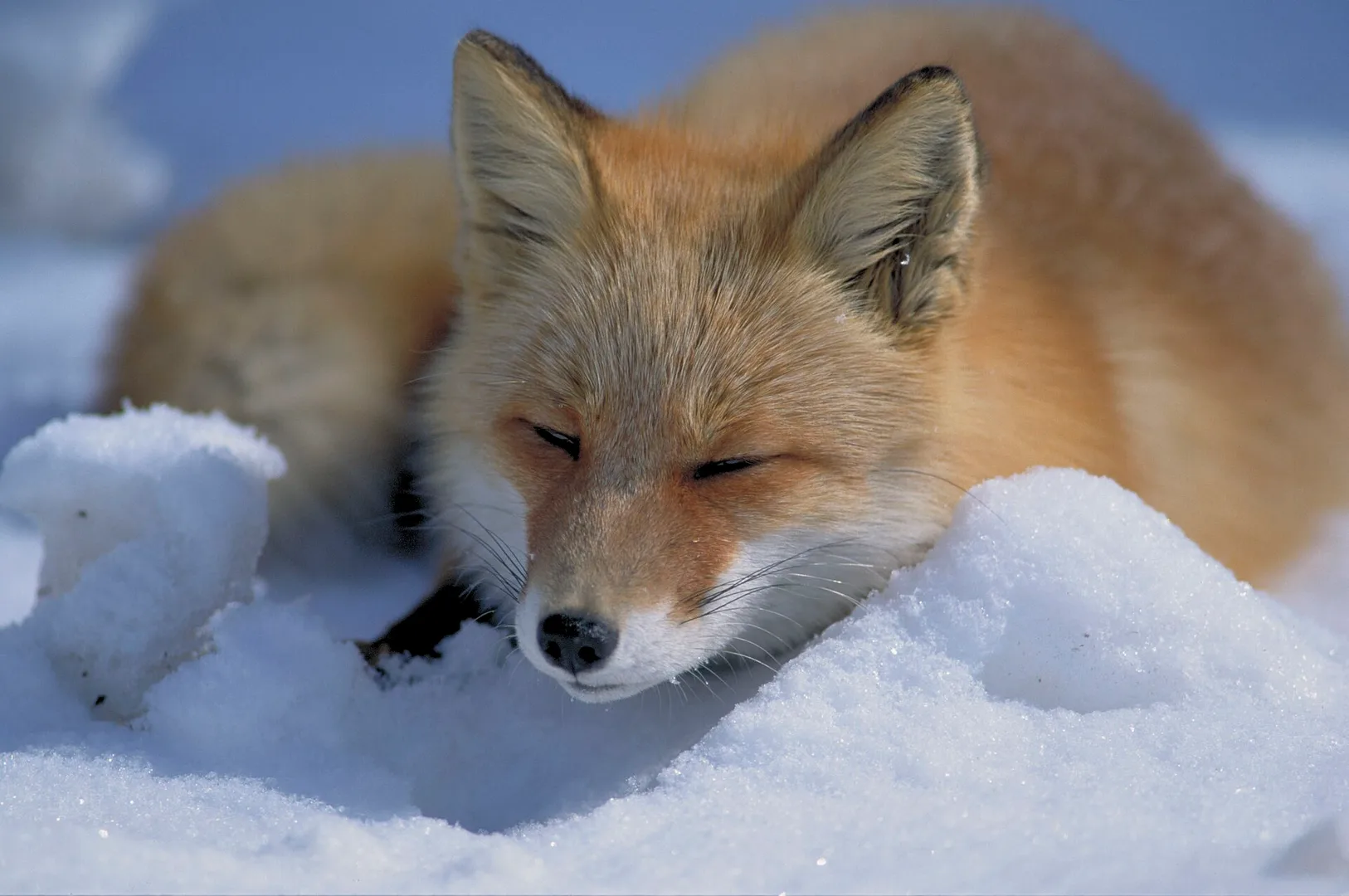 Red Fox in natural habitat