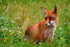 Red Fox in natural habitat