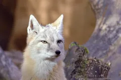 Red Fox in natural habitat