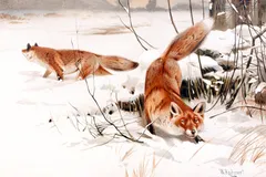 Red Fox in natural habitat