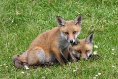 Red Fox in natural habitat