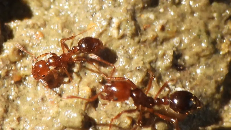 Two reddish fire ant workers facing each other on damp sand