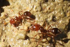 Two reddish fire ant workers facing each other on damp sand