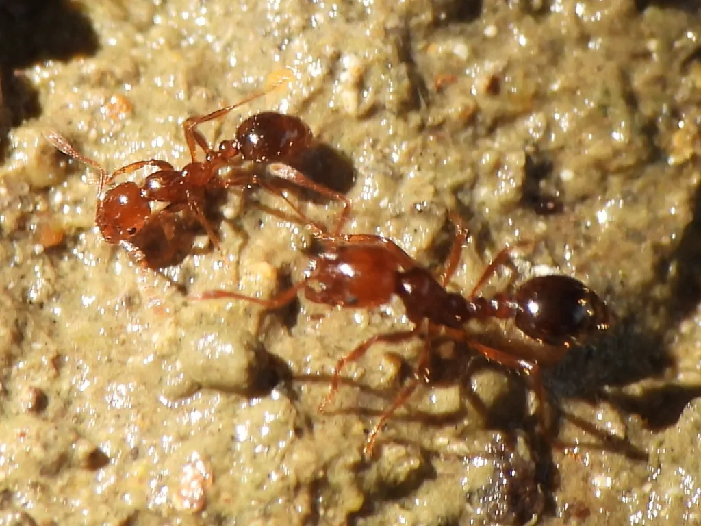 Two reddish fire ant workers facing each other on damp sand