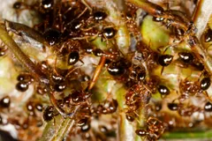 Dense cluster of red and black fire ants swarming over a green plant stem