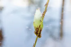 Clump of fire ants clinging to a plant stem just above the water surface