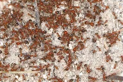 Hundreds of fire ants spread across pale sandy ground