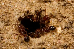 Fire ants around the dark entrance hole of their nest in sandy soil