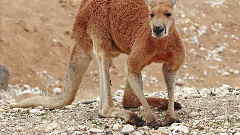 Red Kangaroo in natural habitat