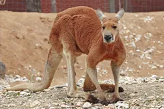 Red Kangaroo in natural habitat