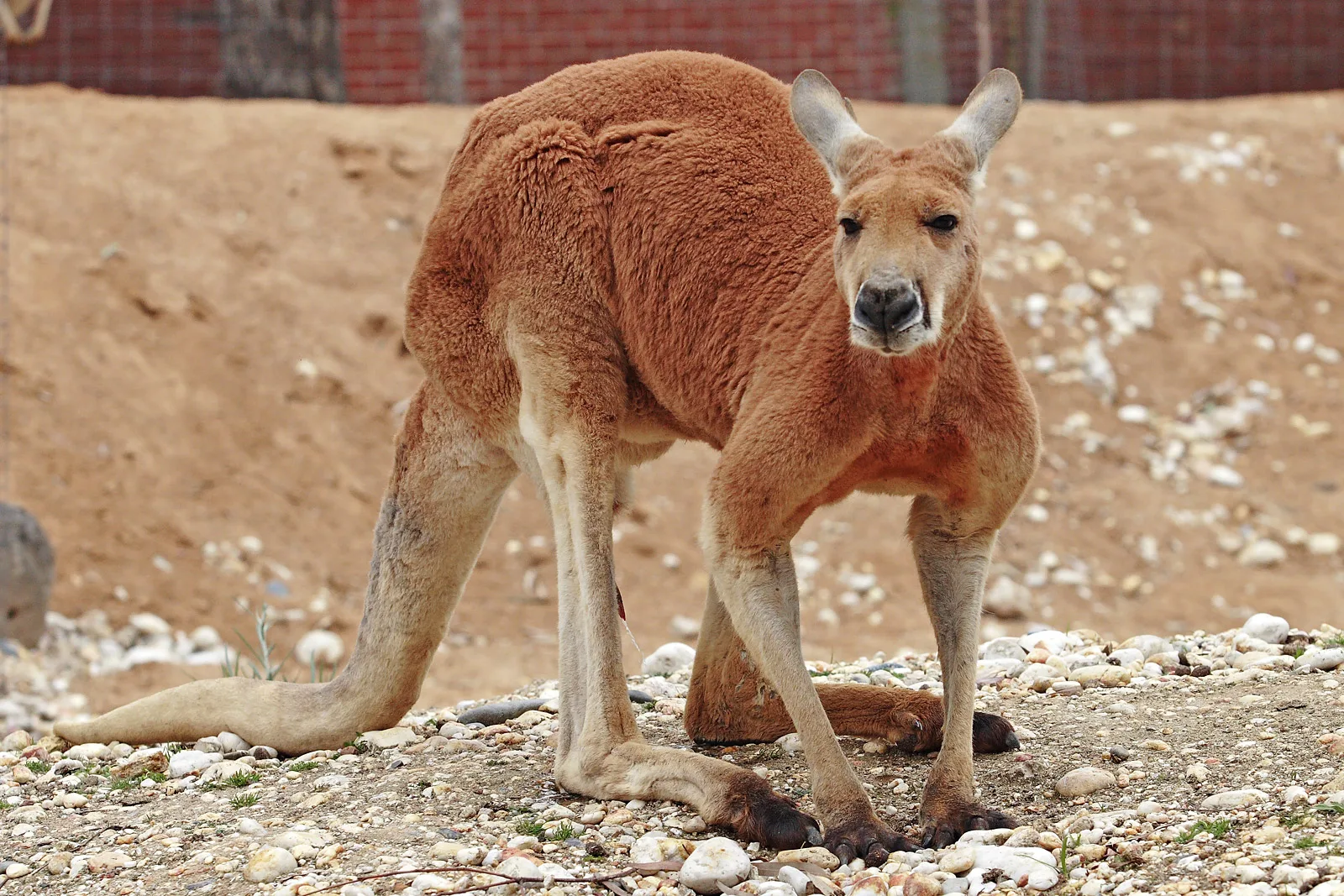 Red Kangaroo in natural habitat