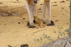Red Kangaroo in natural habitat