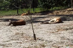 Red Kangaroo in natural habitat
